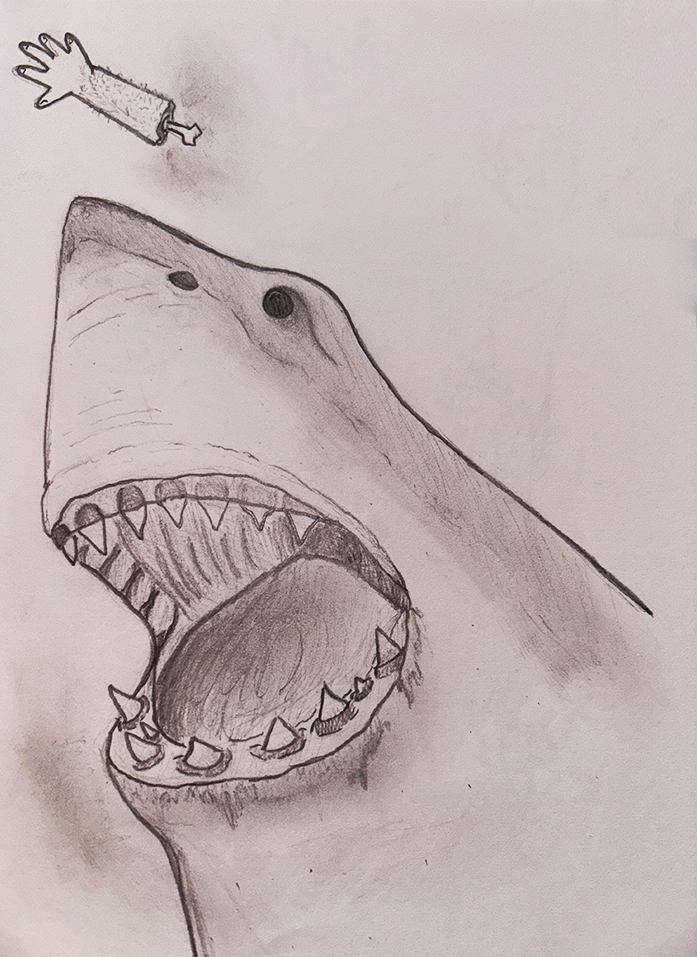 shark sketch
